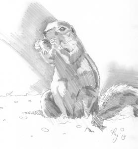 Prairie Dog Bushy Tail Drawing 
